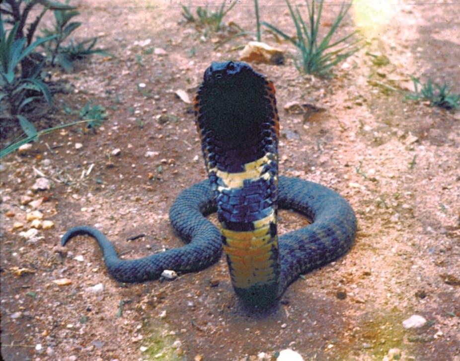A cobra-like snake rears up 
