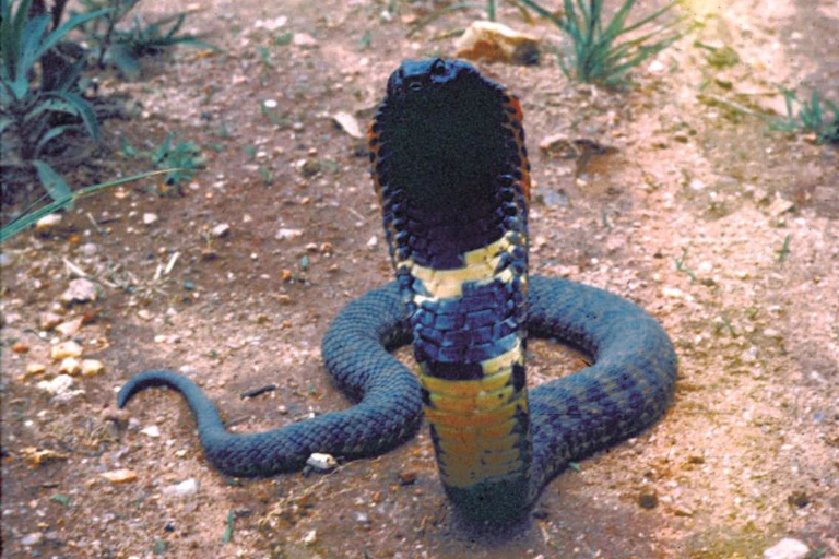 A cobra-like snake rears up