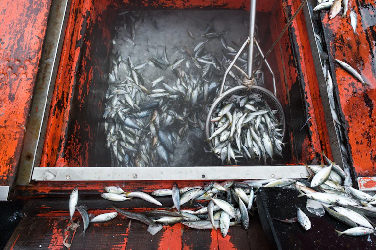 A large vessel full of fish