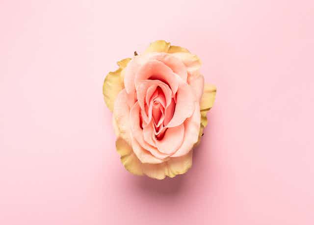 Rose opening on pink background