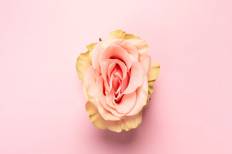 Rose opening on pink background