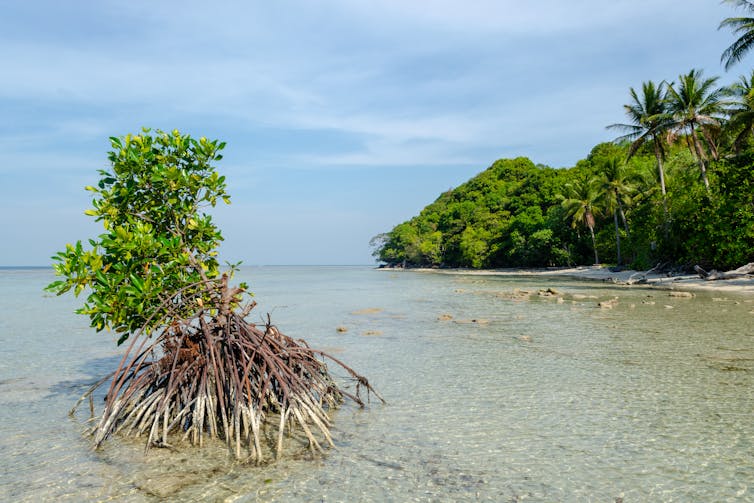 young mangrove in sea