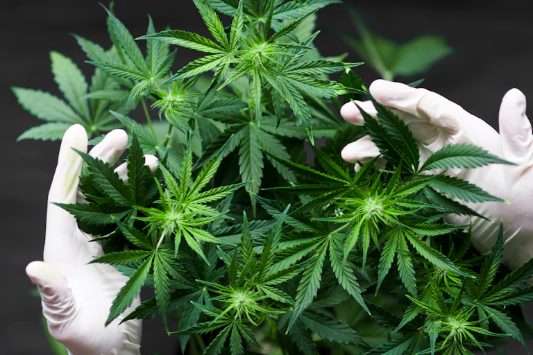 ganja membahayakan ingatan