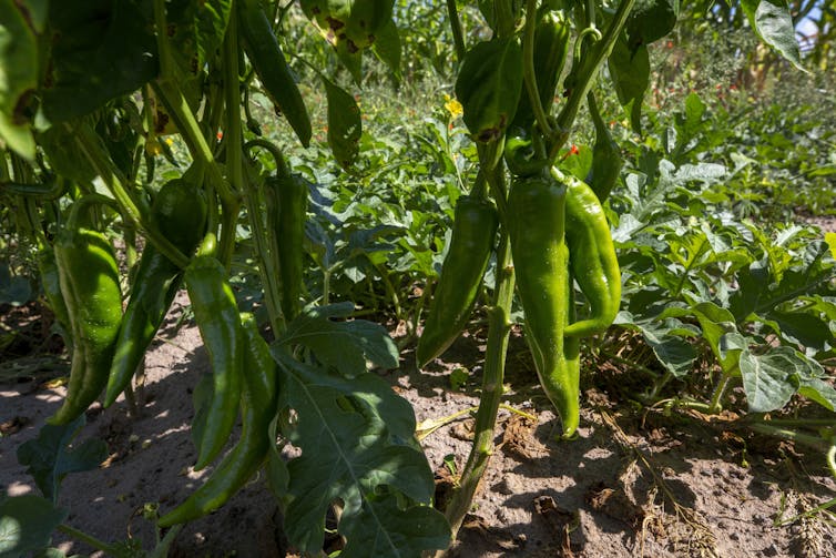A plant growing several green chile peppers in a field.