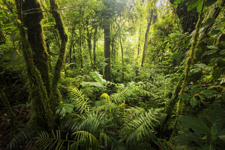 lush green forest scene