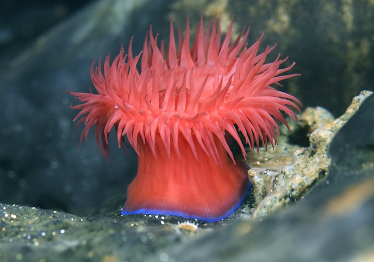 A red frilly round shaped organism with a bright blue line along the bottom