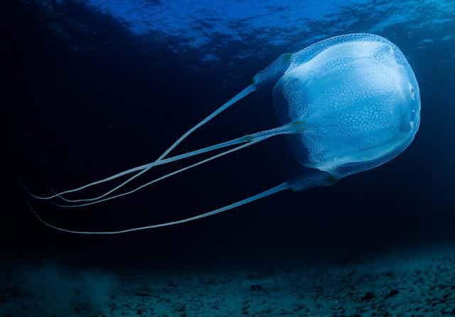 A light blue jellyfish with long tendrils floating underwater