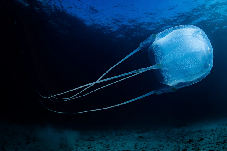 A light blue jellyfish with long tendrils floating underwater