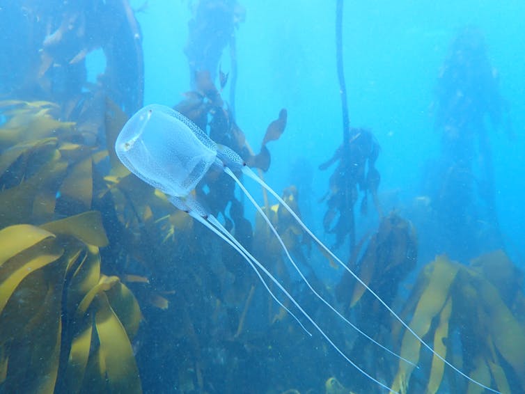 A white glowing jellyfish with long tendrils floating through a brownish kelp forest