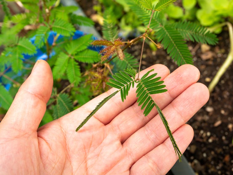 A hand touching a small plant with many green leaves radiating outward, with some of the leaves closed up tight