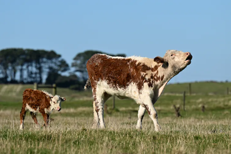 Cow mooing in a field