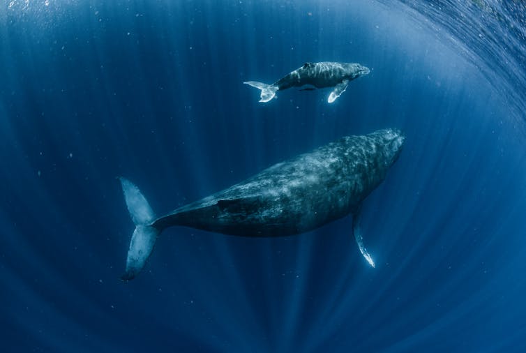 humpbacks migrating