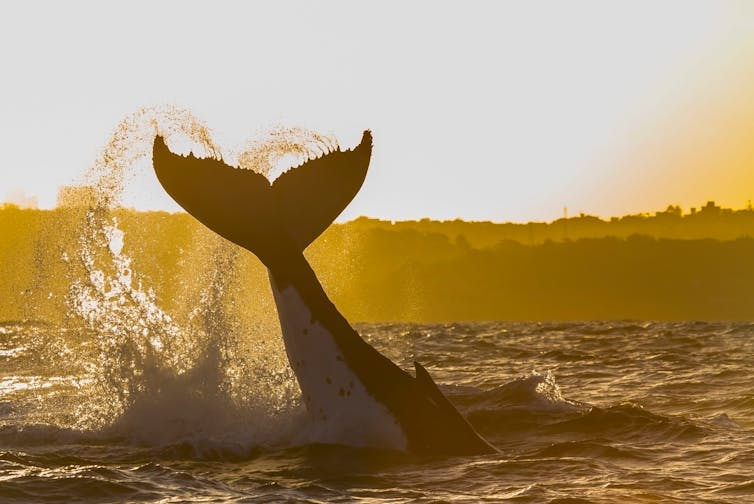 humpback whale slapping tail fin