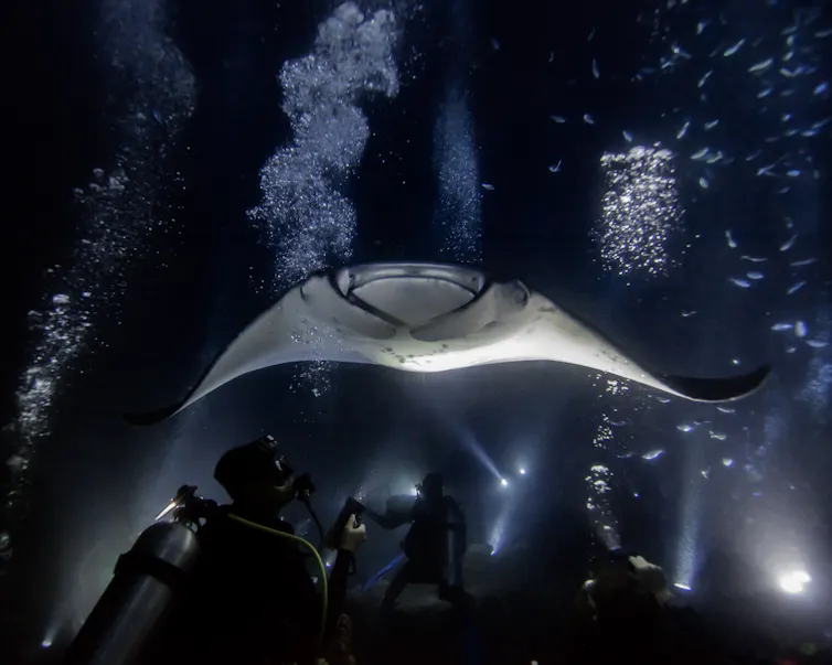 Diver in front of a manta ray