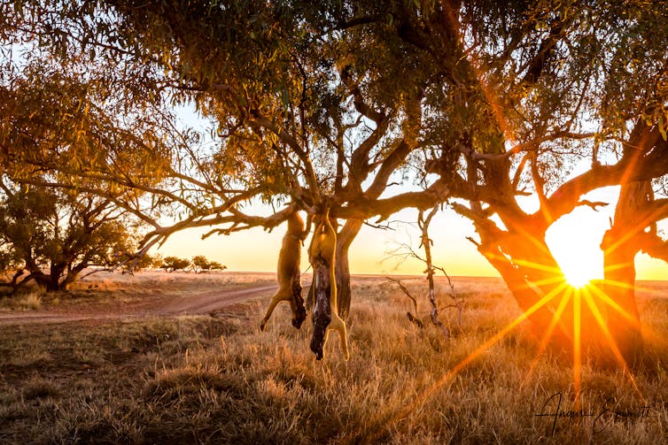 A photograph showing two dead dingos hanging from the branches of a tree in an agricultural landscape