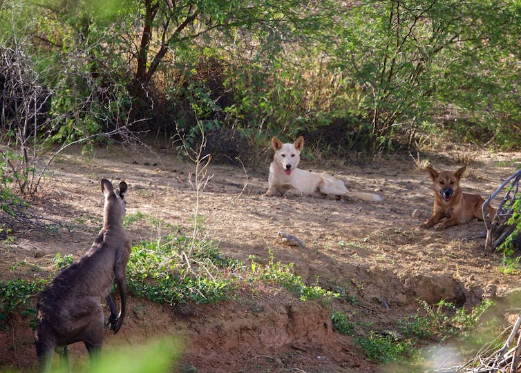 A photograph showing a kangaroo looking at two resting dingoes