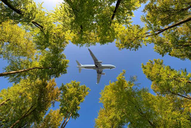 plane seen from below through gap in trees