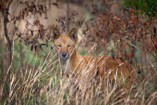 The boss of Country', not wild dogs to kill: living with dingoes can unite communities