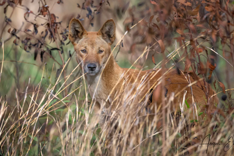 A photograph of a dingo in a natural setting, looking at the camera