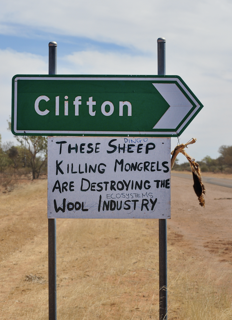Photograph of a handmade sign below the road sign to Clifton that reads 'These sheep-killing mongrels are destroying the wool industry'. Someone crossed out the words 'sheep' and 'wool industry', replaced with 'dingo' and 'ecosystems'