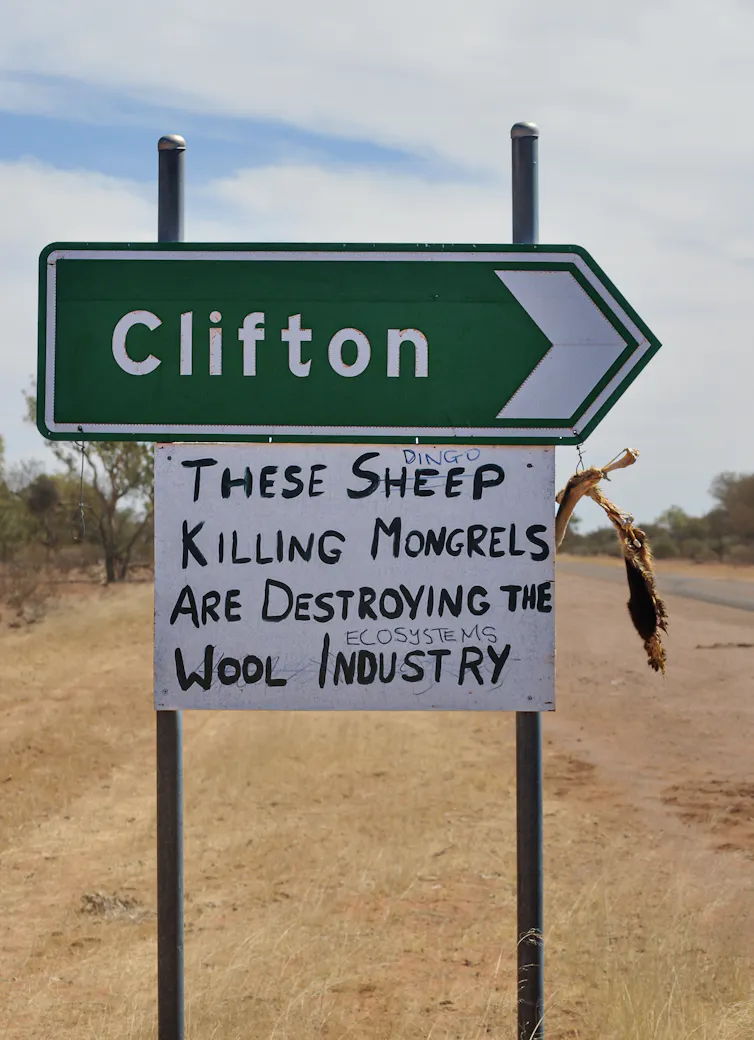Photograph of a handmade sign below the road sign to Clifton that reads 'These sheep-killing mongrels are destroying the wool industry'. Someone crossed out the words 'sheep' and 'wool industry', replaced with 'dingo' and 'ecosystems'