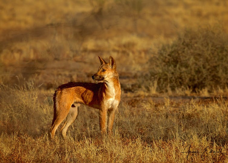 A photograph of a lone dingo standing side-on in a dry grassland