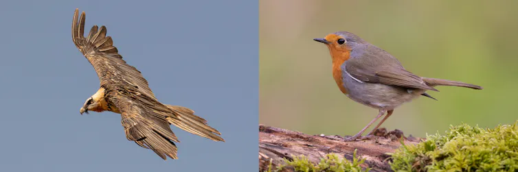 Fotos de un petirrojo europeo y un quebrantahuesos, ejemplos de especies más abundantes y escasas en Euskadi.