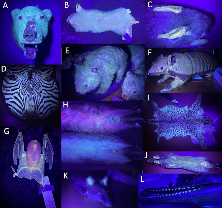 A dark purple photo collage of a series of animals with green glowing features