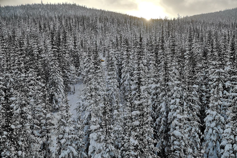 snow-covered forest