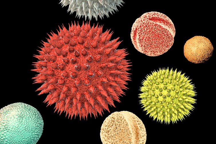 Illustration of pollen grains.