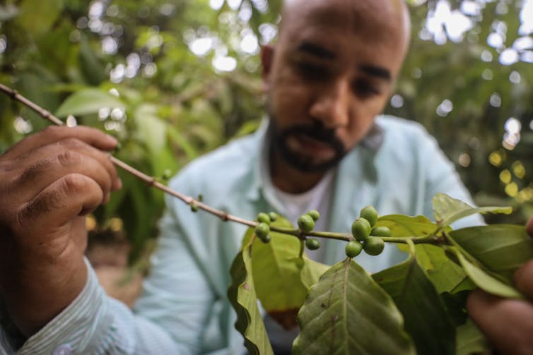 A man in a blue shirt crouches to examine small green fruits along a stem.