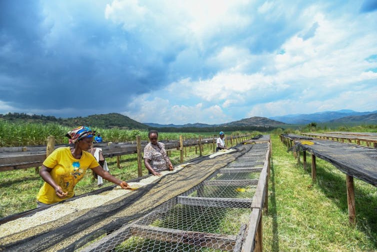 Women spread out coffee beans on a drying rack in an open field with hills in the distance.