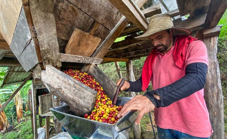 A man in a straw hat and pink shirt pours brightly colored berries through an open-air processor.