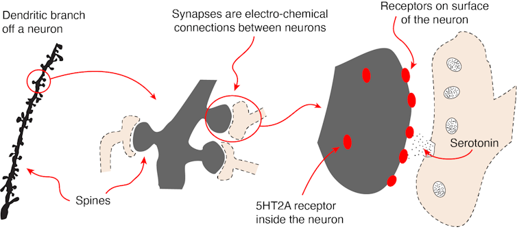 diagram of little bumps along a neuron, enlarged at different scales