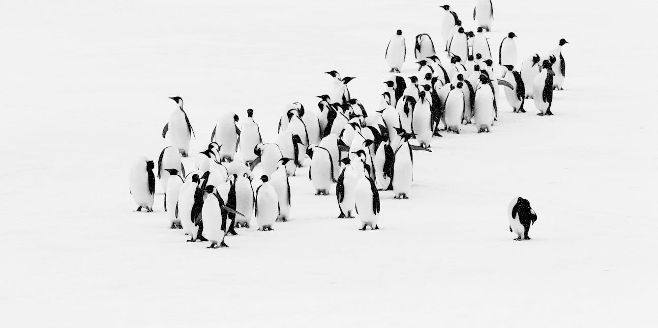 Los pingüinos emperador se enfrentan a un futuro sombrío, pero a algunas colonias les irá mejor que a otras en las distintas condiciones del hielo marino