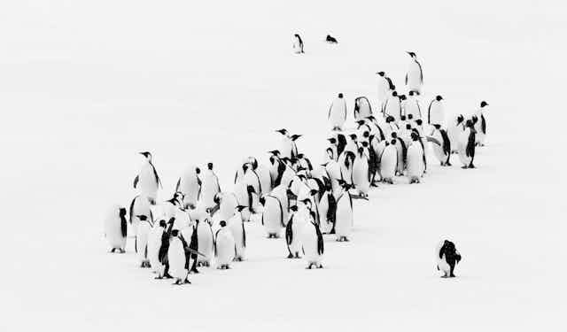 A colony of Emperor penguins on Antarctic sea ice