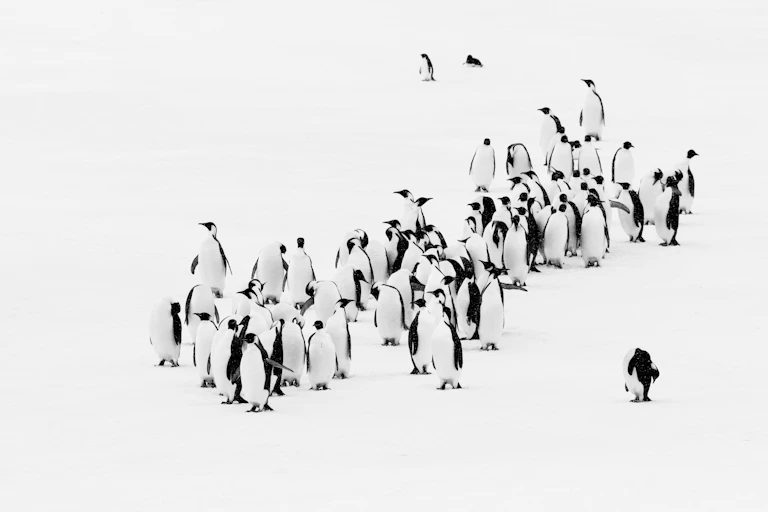 A colony of Emperor penguins on Antarctic sea ice