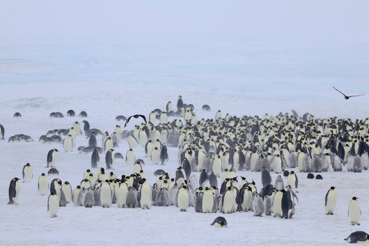 A colony of male Emperor penguins, with young chicks.