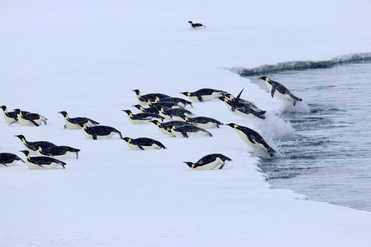 Los pingüinos emperador saltan nuevamente al hielo después de buscar comida en el océano.
