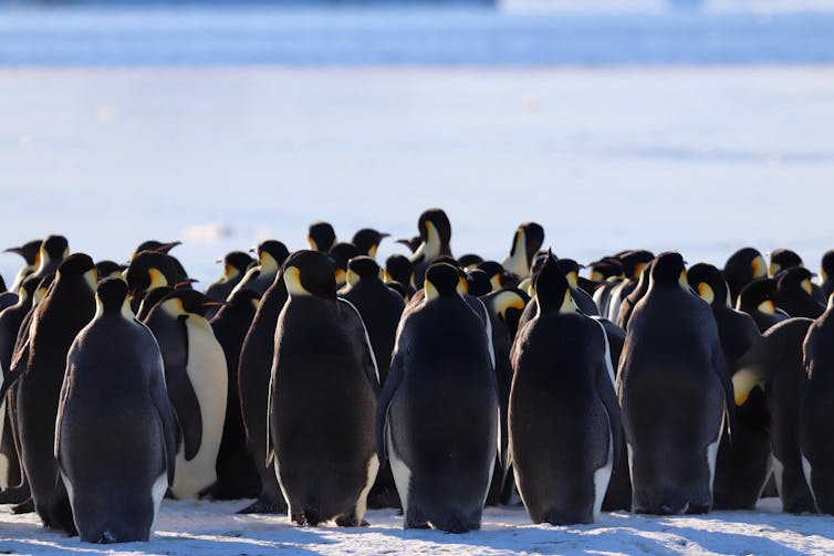 Un grupo de pingüinos emperador vistos desde atrás.