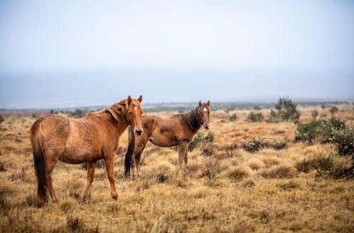 The brumby debate will never be settled until we face the role horses played in colonisation
