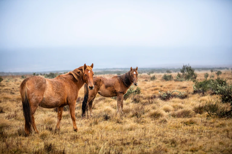 Brumbies.