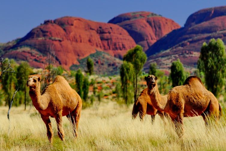 Camels