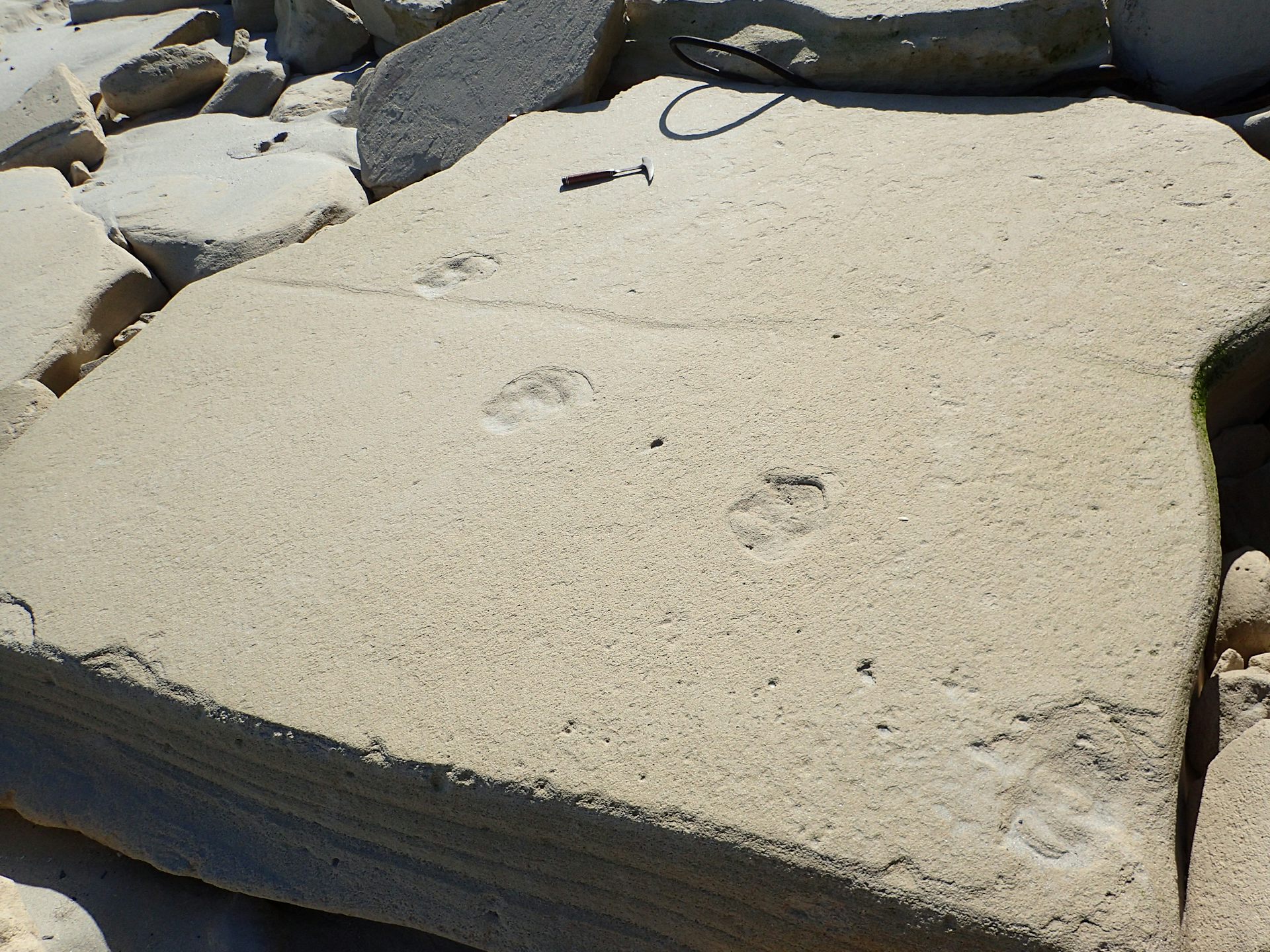 A large, smooth, light grey rock surface on which the indent of a slithering snake is visible, as are several hoof prints