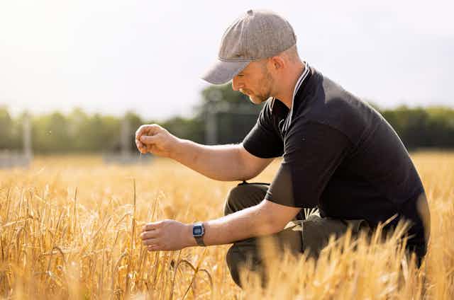 Man crouches in field, looking at the crop