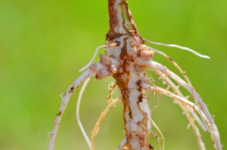 Close up of plant root with spherical nodules.