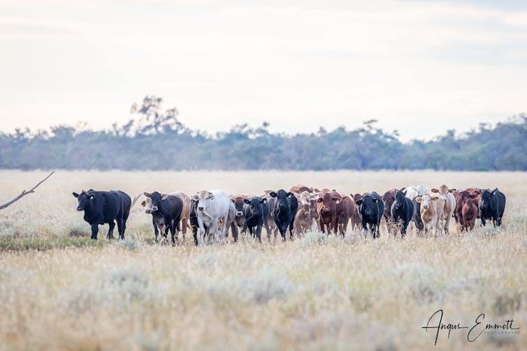 Dingoes can help maintain healthier Country and cattle.
