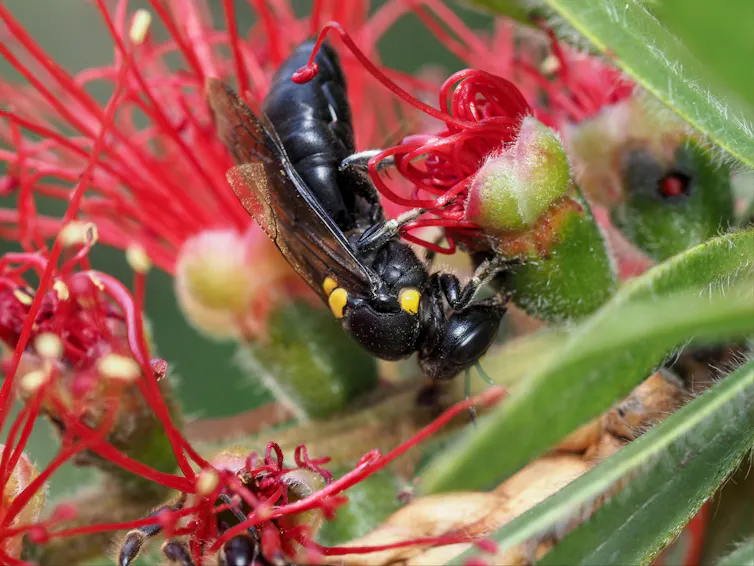 A bee on a flower.