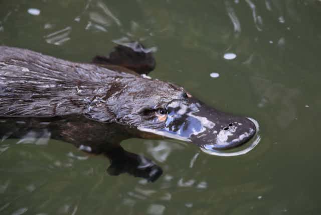 A close-up of a beaked platypus swimming on the surface of a creek