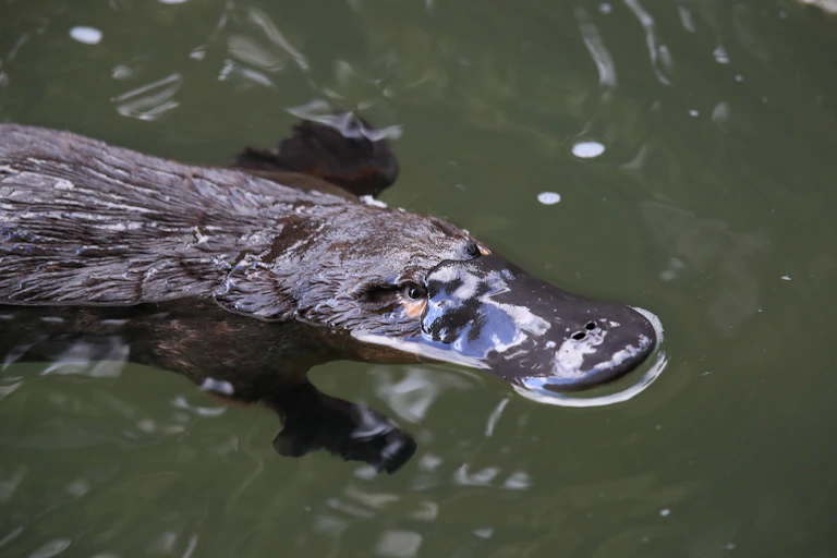A close-up of a beaked platypus swimming on the surface of a creek